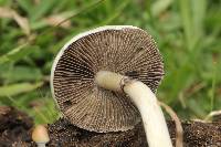 Psilocybe cubensis image