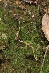 Psilocybe neoxalapensis image