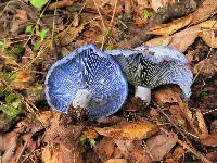 Lactarius indigo image