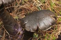 Cortinarius violaceus image