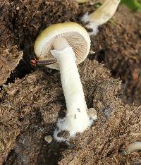 Psilocybe cubensis image