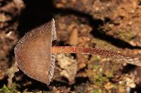 Psilocybe neoxalapensis image