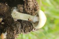 Psilocybe cubensis image