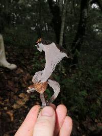 Craterellus fallax image