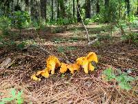 Cantharellus roseocanus image