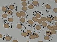 Psilocybe subtropicalis image