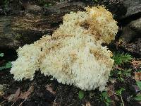 Hericium coralloides image