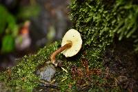 Gyroporus castaneus image