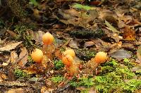 Calostoma cinnabarinum image