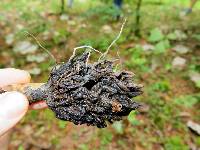 Xylaria magnoliae image