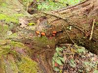 Pholiota granulosa image