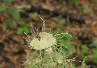 Usnea strigosa image