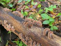 Trametes versicolor image