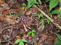 Cortinarius anomalus image