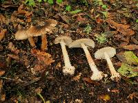 Amanita brunnescens image