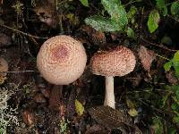 Agaricus subrutilescens image