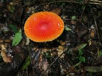 Amanita jacksonii image