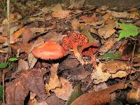 Dermocybe marylandensis image