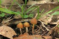 Psilocybe subtropicalis image