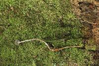 Psilocybe neoxalapensis image