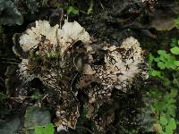 Peltigera neopolydactyla image