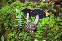 Cortinarius violaceus image