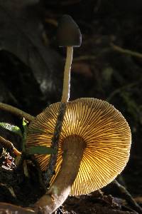 Psilocybe neoxalapensis image