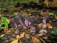 Cortinarius violaceus image