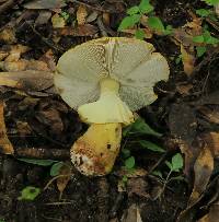 Amanita flavorubescens image