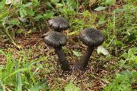 Cortinarius violaceus image