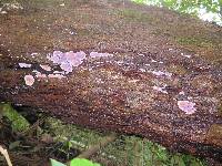 Hypochnella violacea image