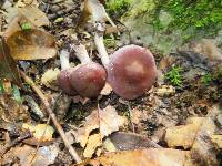 Cortinarius anomalus image