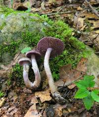 Cortinarius anomalus image