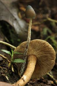 Psilocybe neoxalapensis image