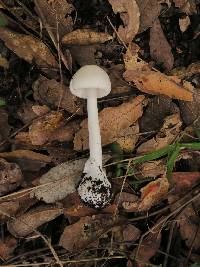 Amanita bisporigera image