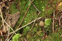 Psilocybe neoxalapensis image