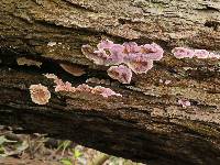 Hypochnella violacea image