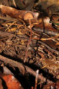 Psilocybe neoxalapensis image