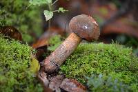 Boletus luridus image