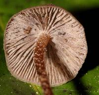 Psilocybe neoxalapensis image