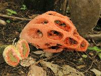 Clathrus crispus image