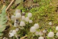 Coprinellus disseminatus image