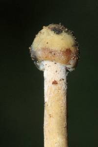 Psilocybe mexicana image