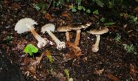 Amanita brunnescens image