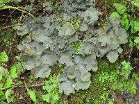 Peltigera polydactylon image