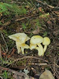 Hygrophorus chrysodon image