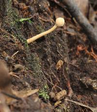 Ophiocordyceps gracilioides image