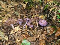 Image of Cortinarius aggregatus