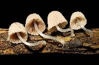 Coprinellus disseminatus image