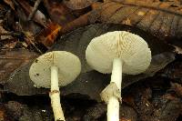 Amanita solaniolens image